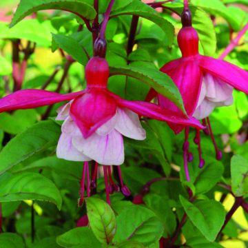 Fuchsia x hybrida Connie