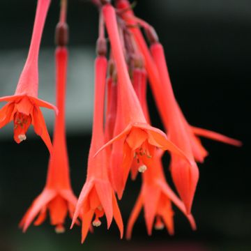 Fuchsia x triphylla Thalia