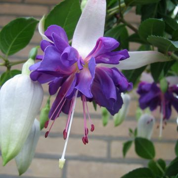 Fuchsia Blue Angel