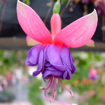 Fuchsia Winston Churchill