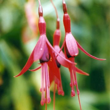 Fuchsia brevilobis