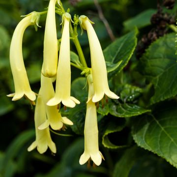 Fuchsia du Cap - Phygelius Croftway Yellow Sovereign  jaune