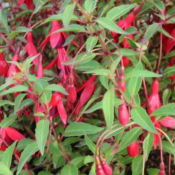 Fuchsia magellanica Arauco