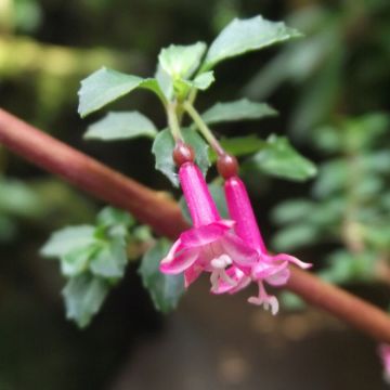 Fuchsia microphylla subsp. microphylla