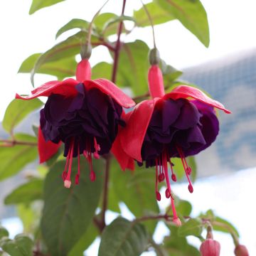 Trailing Fuchsia 'Maori Maid'