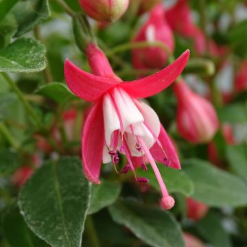 Fuchsia venusta Lady Thumb