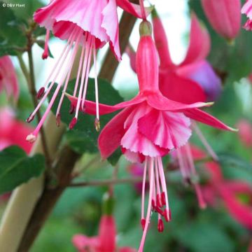 Fuchsia x hybrida Shrimp Cocktail