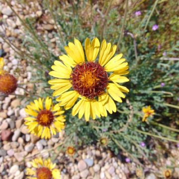 Gaillardia pinnatifida