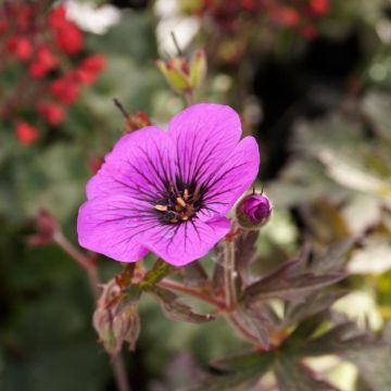 Geranium pratense Dark Eyes