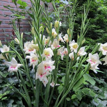 Gladiolus Carine - Sword Lily