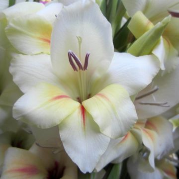 Gladiolus Halley - Sword Lily