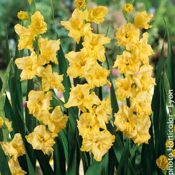 Gladiolus Morning Gold - Sword Lily
