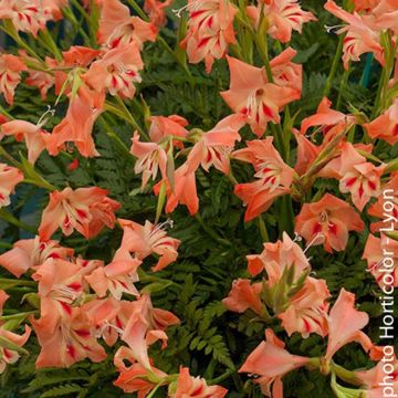 Gladiolus nanus Nathalie