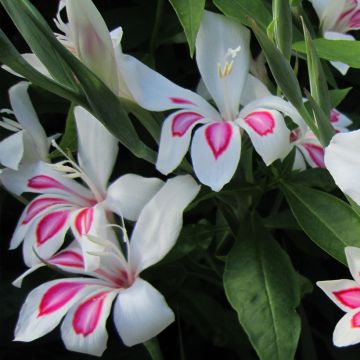 Gladiolus Prins Claus - Sword Lily