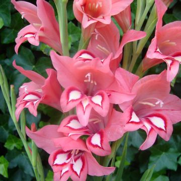 Gladiolus White Eyed Miss - Sword Lily