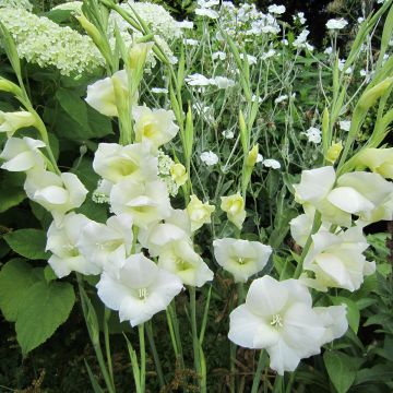 Gladiolus Fiona - Sword Lily