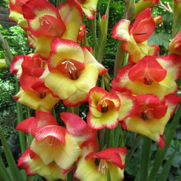 Gladiolus primulinus Las Vegas - Sword Lily