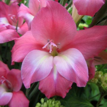 Gladiolus Charming Beauty - Sword Lily