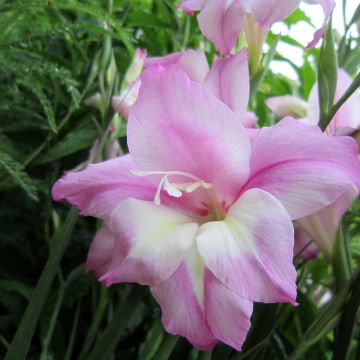 Gladiolus Charming Henry - Sword Lily