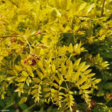 Gleditsia triacanthos f.inermis Sunburst - Honeylocust