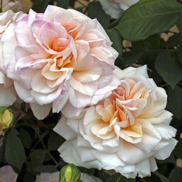 Rosa hybride de Thé  Gruss An Aachen