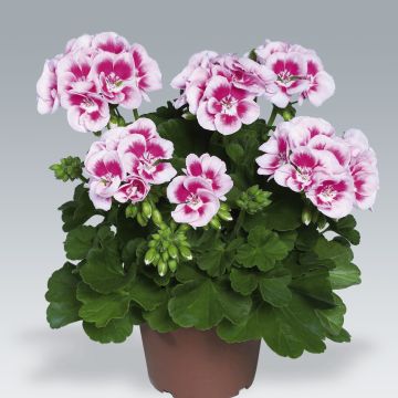 Pelargonium  hortorum Flowerfairy White Splash