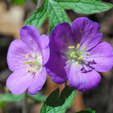 Geranium pratense Spinners