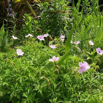 Geranium clarkei Kashmir Pink