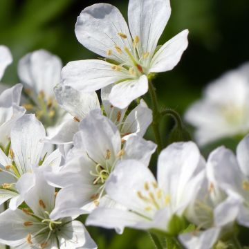 Geranium maculatum var.album