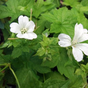 Géranium vivace nodosum Silverwood - Géranium vivace noueux blanc