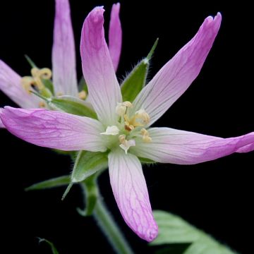 Geranium oxonianum Sherwood