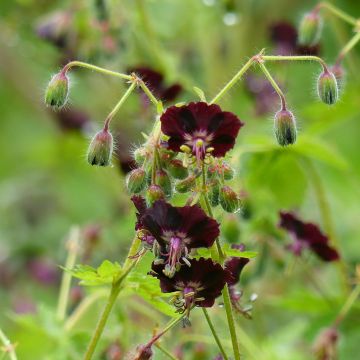 Géranium vivace phaeum Angelina - Géranium vivace chocolat pourpré