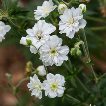 Geranium pratense Double Jewel