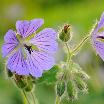 Geranium renardii Philippe Vapelle