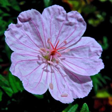 Geranium sanguineum Compactum