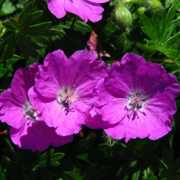 Geranium sanguineum Max Frei