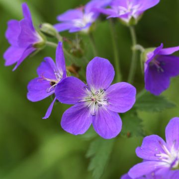 Geranium sylvaticum Birch Lilac