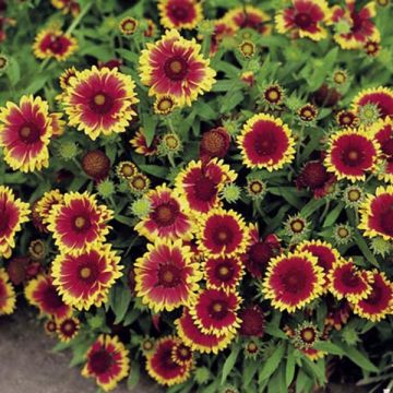 Gaillardia Goblin - Blanket Flower seeds