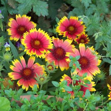 Gaillardia Lutin