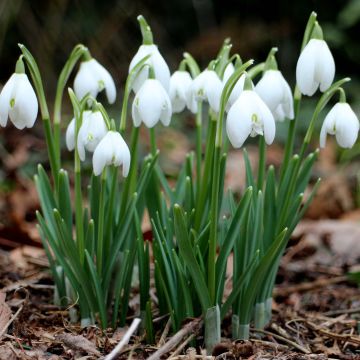 Galanthus nivalis 