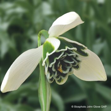 Galanthus nivalis f. pleniflorus Dionysus