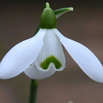 Galanthus nivalis Sam Arnott