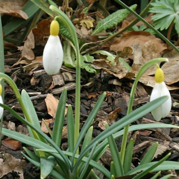 Galanthus x nivalis Primrose Warburg