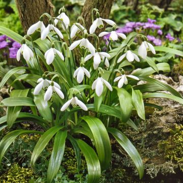 Galanthus woronowii 