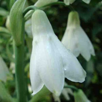 Galtonia candicans - Summer Hyacinth