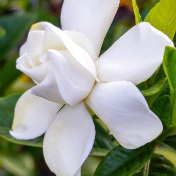 Gardenia jasminoides Summer Snow