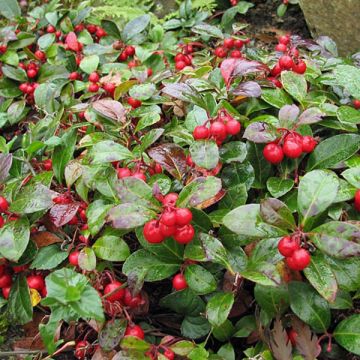 Gaultheria procumbens - Gaulthérie couchée