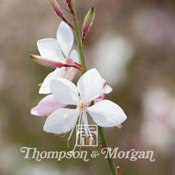 Gaura lindheimeri Sparkle White - Lindheimer's Beeblossom seeds