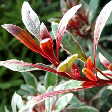 Gaura lindheimeri Passionate Rainbow