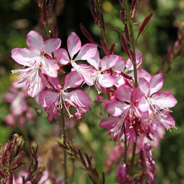 Gaura lindheimeri Rosy Jane 'Harrosy'